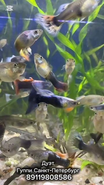 Гуппи в Санкт-Петербурге