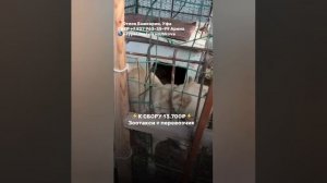 Не собрали ‼️‼️‼️СОС, ПОМОГИТЕ ВЫВЕЗТИ ЛАЛЛИ ИЗ ОТЛОВА 🆘
Её уже давно сдали хозяева в отлов 🥺