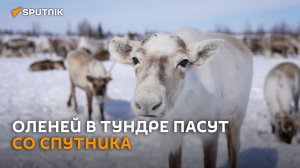 Северных оленей в тундре начали пасти со спутника