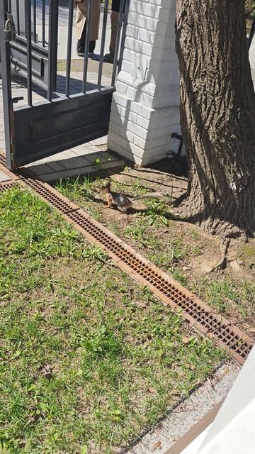 Белка в Музеоне.mp4