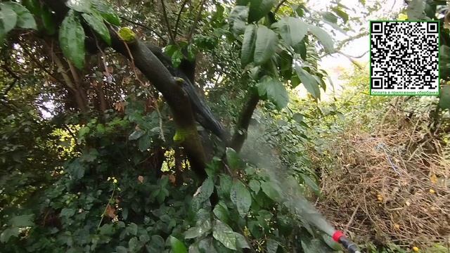 Опрыскиваем мандарин ядом