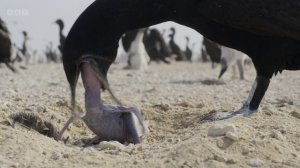 АЗИЯ 6 серия «Засушливое сердце»