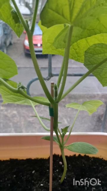 InShot_20260425_083335421.mp4
25.04.26г #живу в городе 
Да, просто так... 😉