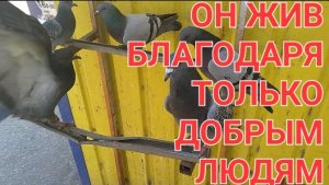 МОЁ УПОРСТВО,И ОН СЫТОЙ🌿🌿🌿☘️☘️☘️☘️🍀🍀🍀