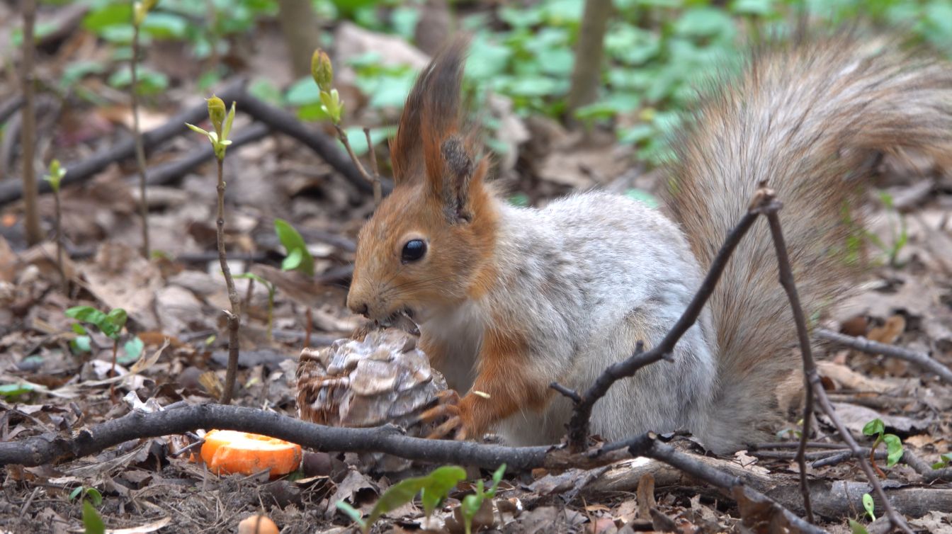 Белки. Птицы. Зарисовка
