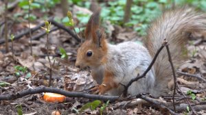 Белки. Птицы. Зарисовка