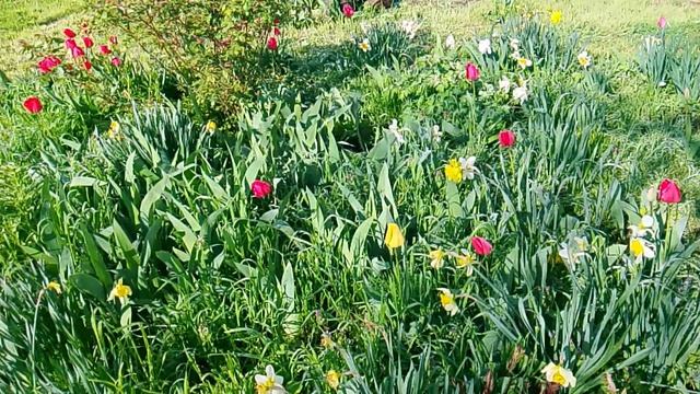 Красные тюльпаны и белые нарциссы на клумбе.