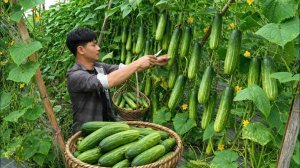 Собираю огурцы для продажи на рынке. И готовим блюда по традиционным рецептам.