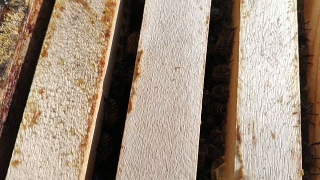 25.04.26. Наверно дождиковый мед😊!