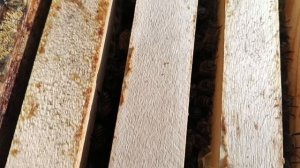 25.04.26. Наверно дождиковый мед😊!