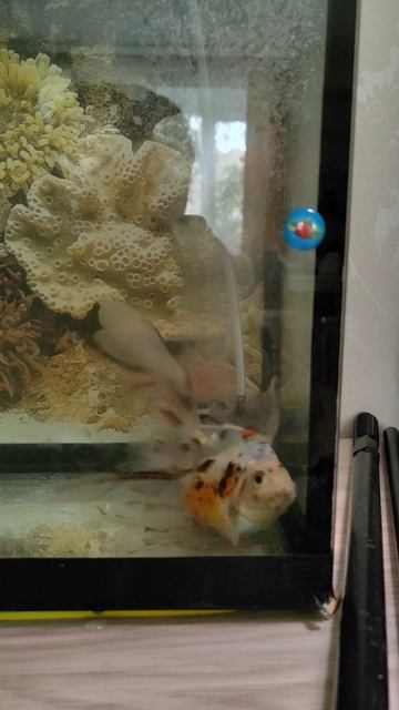 VID_20260425_095904.mp4