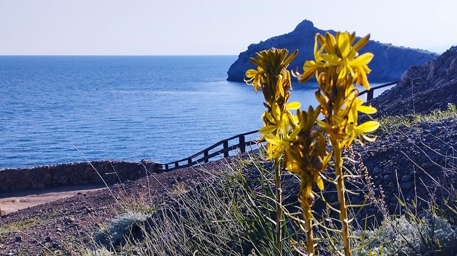 Такого количества цветущей асфоделины на тропе Голицына вы не видели. А кто видел, напишите .