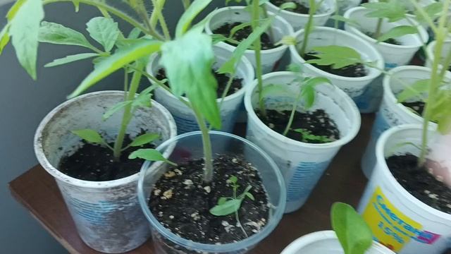 Солнечное утро начинается с вами / Ещё черенкую колеусы