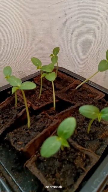 Что общего между огородом и вашей жизнью