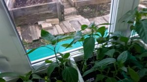 скучаю без детей,поливаю рассаду