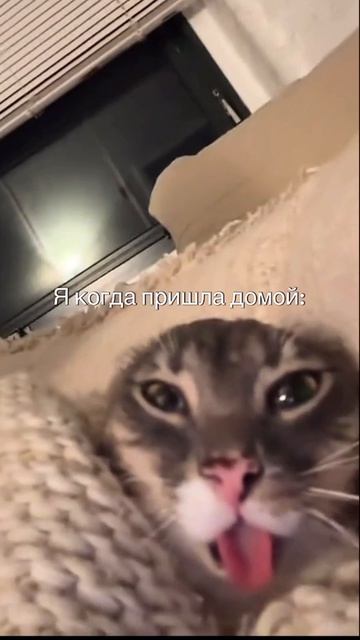 Шел третий час, как я листаю  ленту🤣