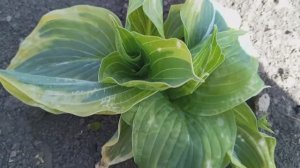 Весенние заморозки, что произошло с растениями, помогло ли укрытие?