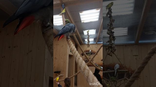 Попугаи.mp4