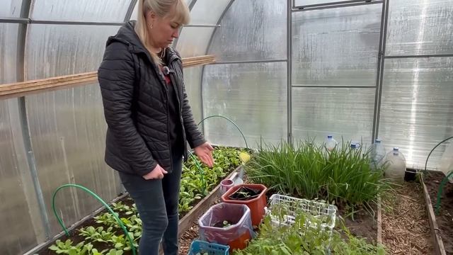 Как в грунте наши томаты пережили заморозки 21-24.04.2026