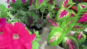Рассада петунии зацвела:  как выращивать дальше