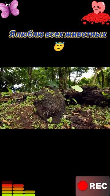 Я люблю всех животных😇