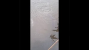 запуск рыбы