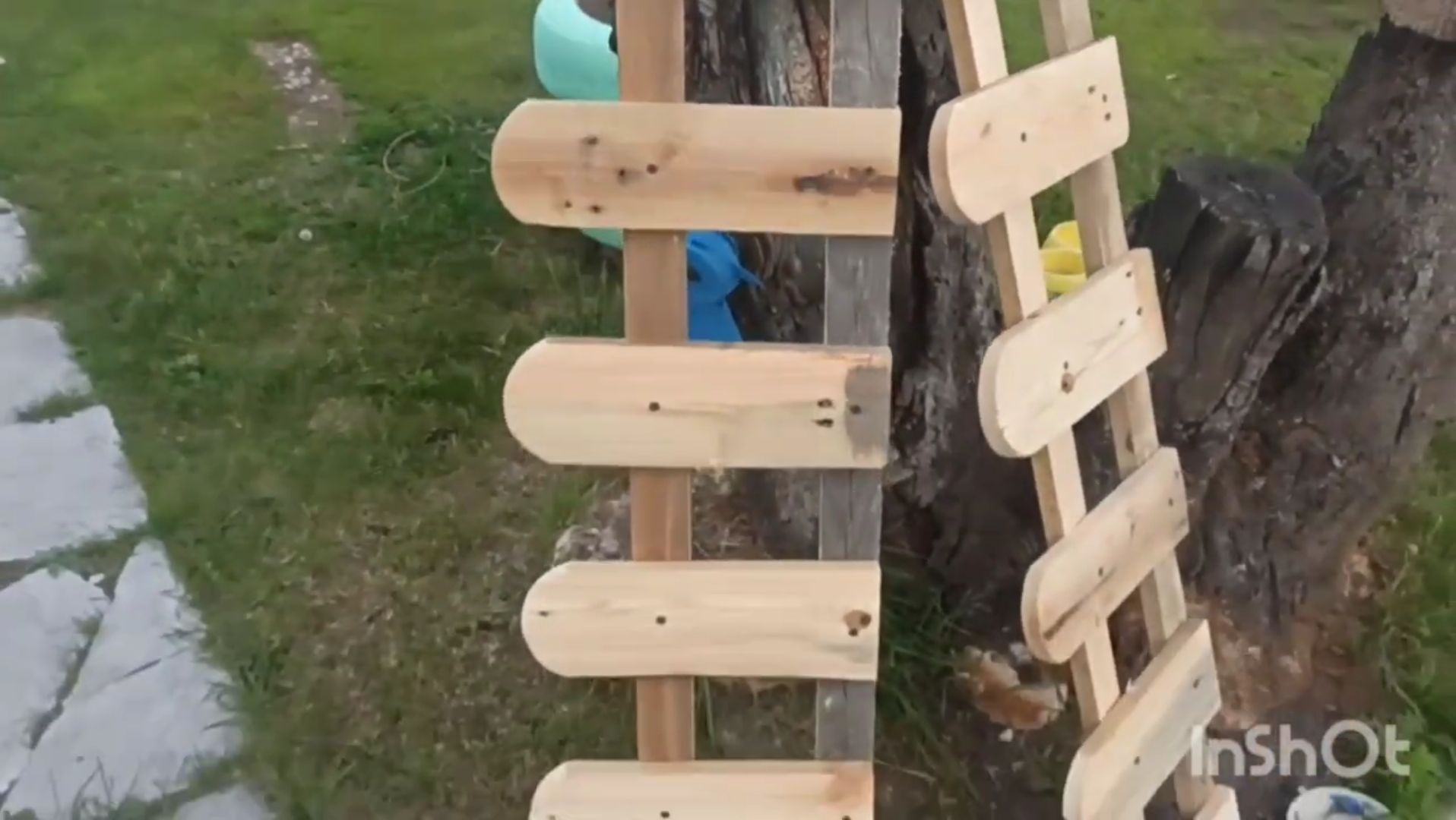 Пересадила хосту, без ругани никак.