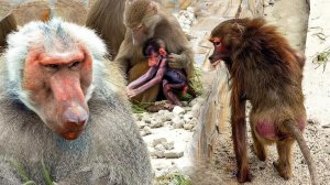 Такого КРИКА ОБИДЫ мы еще не слышали! Дед НАПАЛ на Хуаниту с Малышом! Увидели Дитя Габриеллы!  ДОМ2