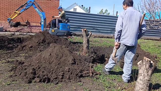 корчевание свежих яблоневых пней