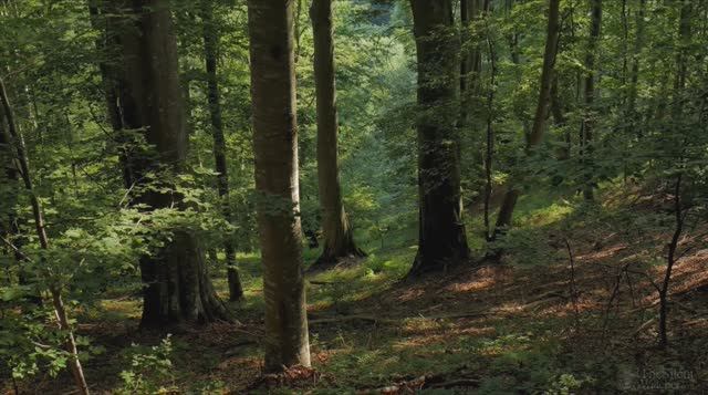 Звуки леса - твой антистресс