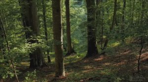 Звуки леса - твой антистресс