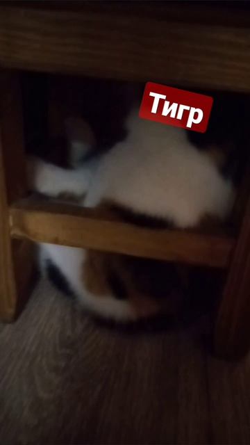 Кошка Даша нападает на Барсика 🐱🦁🐯