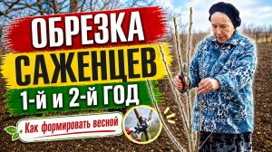 Как весной формировать саженцы в первый и второй год после посадки. Обрезка и формировка саженцев.
