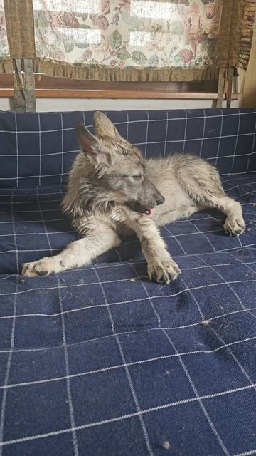 Помыли парня , теперь будем сушиться) #волк #русскийвольфхунд #любимцы #интересно #интересное #собак