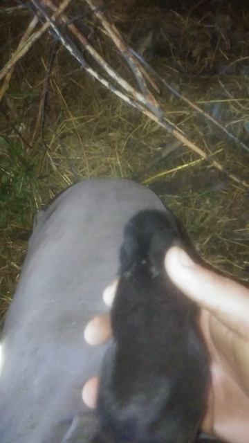 Крольчёнок на 11 день