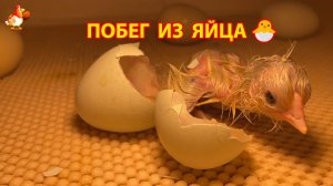 Цыплёнок вылупился и сразу сбежал из своего “роддома” 🐣