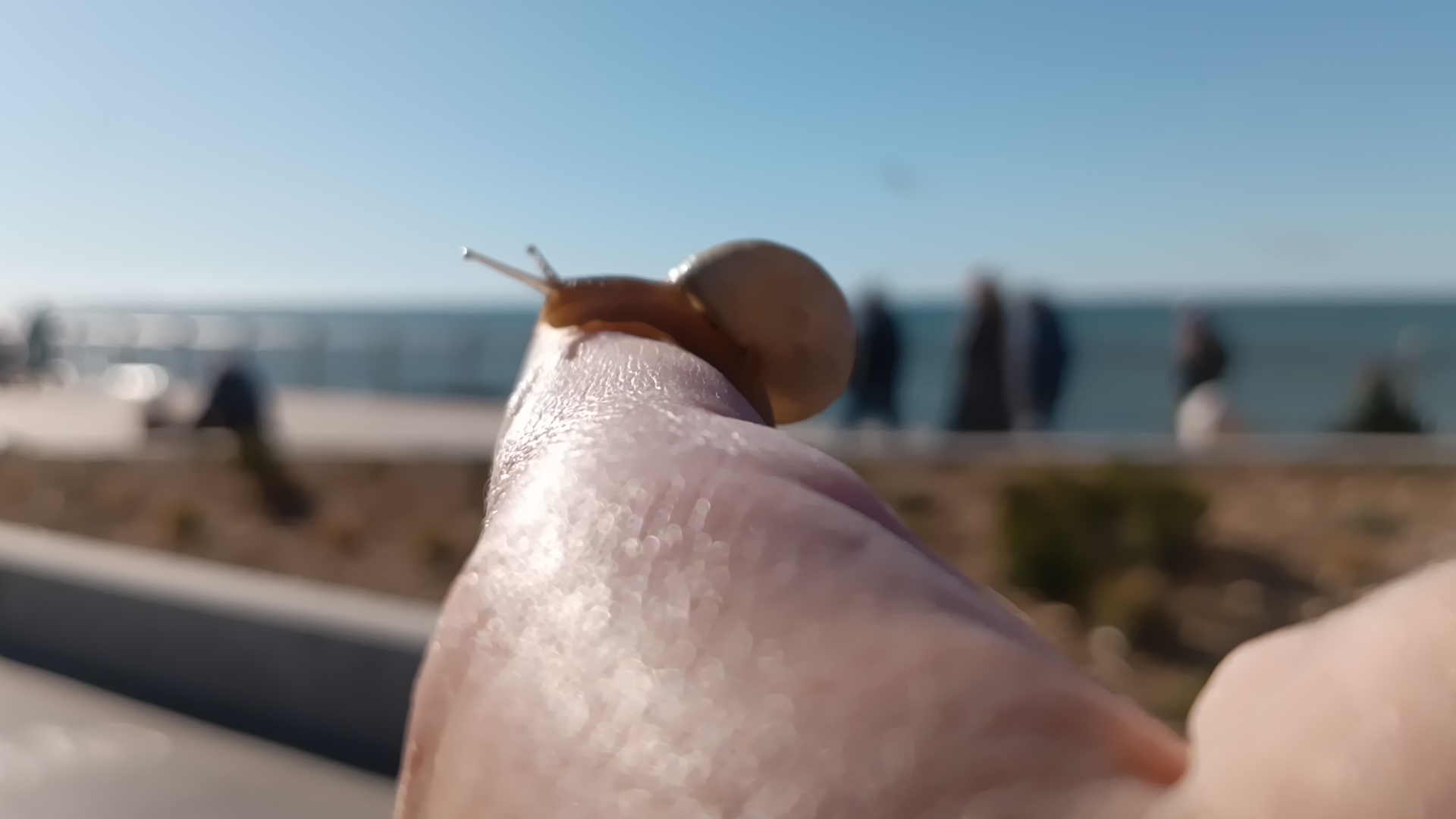 спасение улитки Зеленоградск