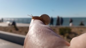 спасение улитки Зеленоградск