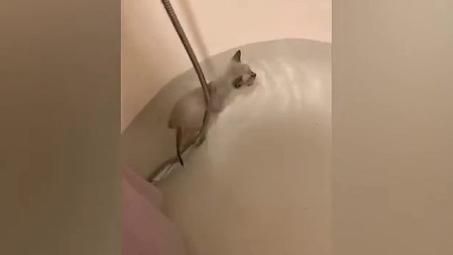 СМЕШНЫЕ КОТЫ 😺 2026 ЛУЧШИЕ ПРИКОЛЫ С КОТАМИ ,КОШКАМИ ,ЖИВОТНЫЕ,СМЕШНЫЕ ВИДЕО