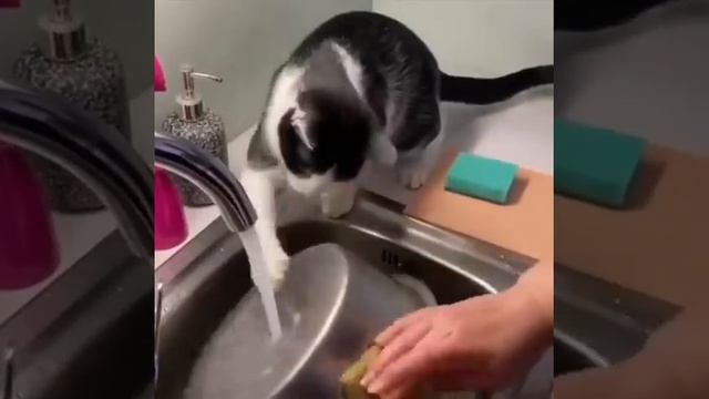 Не дармаед, а помощник.