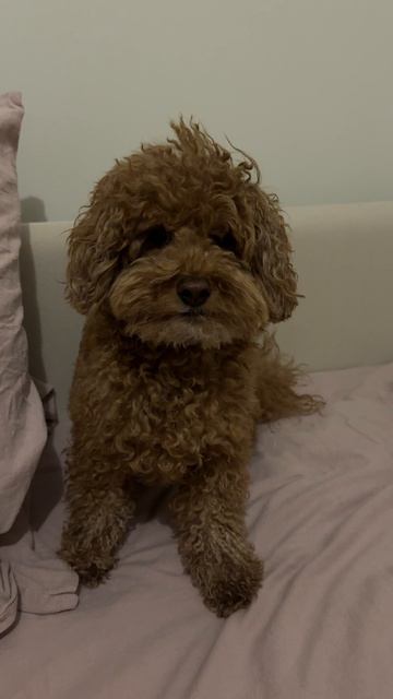 Маленький разрушитель бюджета 🐾