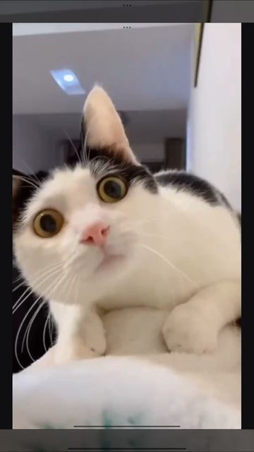 Смешные котики 1!