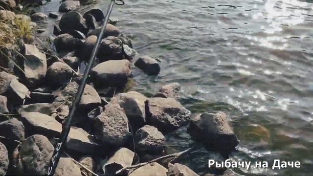 Рыбалка с хорошим настроением. Поймал щуку. Нашёл несколько грибов