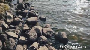 Рыбалка с хорошим настроением. Поймал щуку. Нашёл несколько грибов