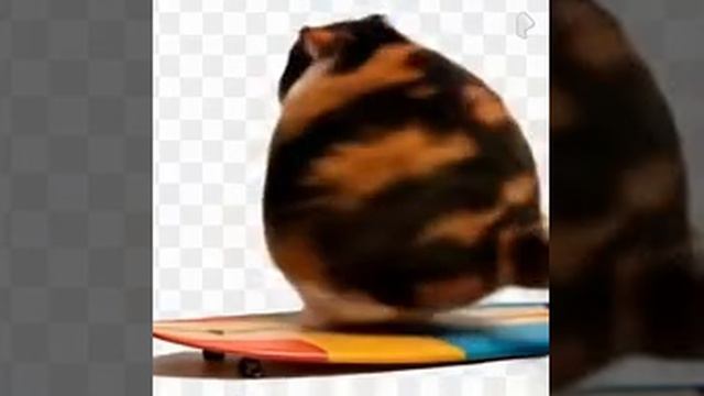котость танцует на доске для сёрфинга #котость