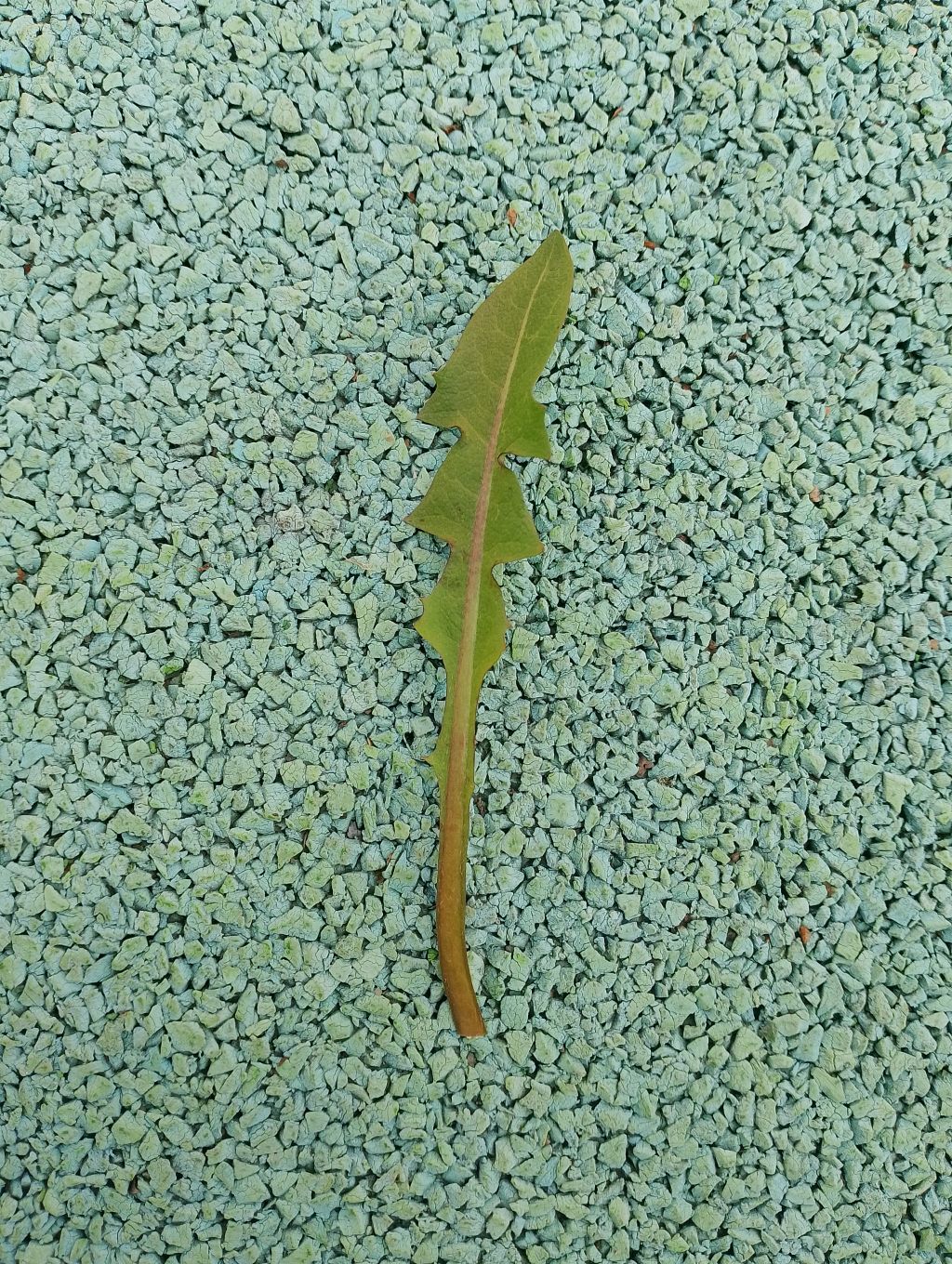 Группа листиков