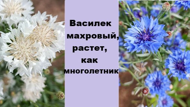 Какой цветок ДЛЯ СУРОВОГО КЛИМАТА много лет сеется на одном месте?