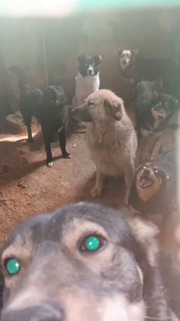 Уфа, Башкирия
Попали в отлов вот  такие собаки!😰Добрые и ласковые 
Пожалуйста, сделайте репост🙏