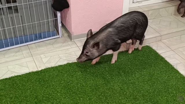 Минипиг Дэймонд.mp4