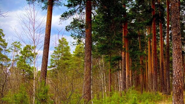 В лесу, у воды, окрестности города Асбест, Средний Урал🏞️🌳🌲🌿🌼🏞️